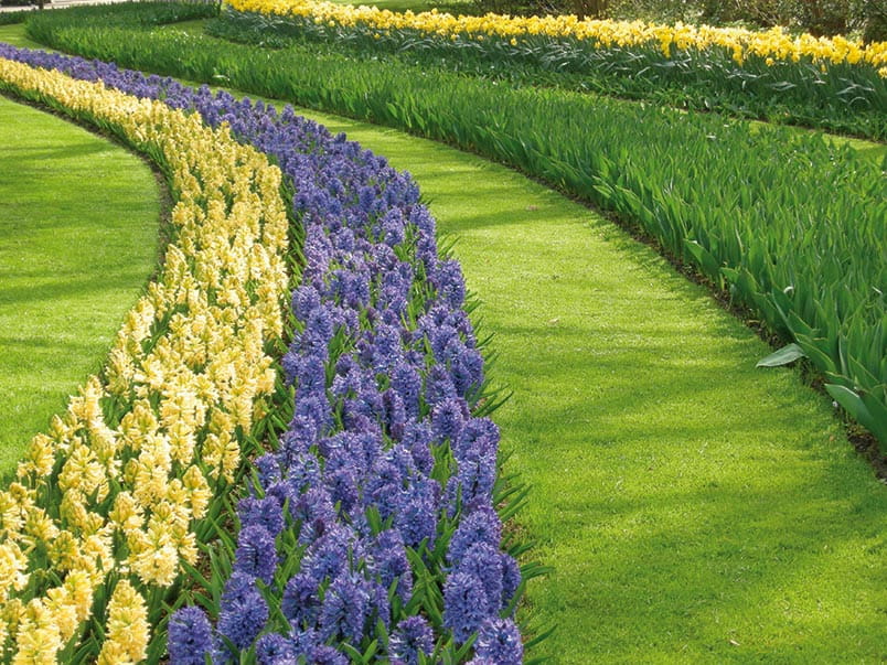 Hyacinths in the Keukenhof Gardens, Netherlands